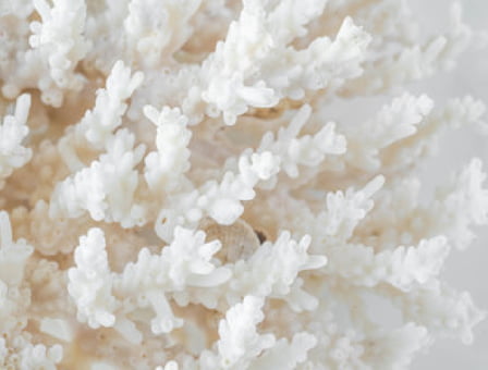 Prispeva k normalni absorpciji/uporabi kalcija in fosforja