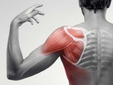 Prispeva k delovanju mišic