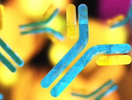 Prispeva k delovanju imunskega sistema